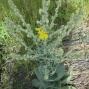 Verbascum spp .- Sığırkuyruğu