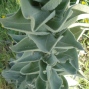 Verbascum spp. - Sığırkuyrupu