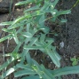 Aristolochia maurorum - Loğusaotu