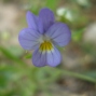 Viola arvensis/?tricolor - Yabani menekşe