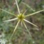 Centaurea solstitialis - Çakır dikeni / Zerdali dikeni