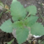Solanum nigrum - Köpek üzümü / Bambul