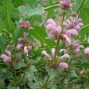 Lamium ?purpurea/ ?amplexicaule – Pembe çiçekli ballıbaba