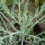 Echinophora ?tenuifolia/?tournefortii - Çördük