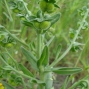 ?Anchusa leptophylla - Ballık
