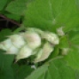 Salvia schlerea - Misk adaçayı