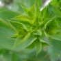 Euphorbia ?nicaeensis - Sütleğen