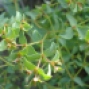 ? Euphorbia spp.