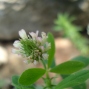 Trifolium spp.
