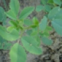 Trifolium spp.