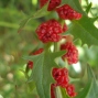 Chenopodium foliosum - Yer dutu