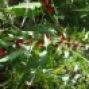 Chenopodium foliosum - Yer dutu