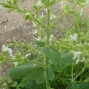 Salvia spp.