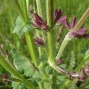 Salvia pratensis - Çayır adaçayı