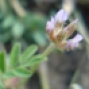 Trifolium spp. (a)