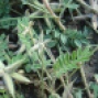 Trifolium spp. (a)