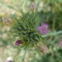 Centaurea spp. - Küçük köygöçüren