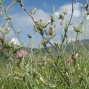 Centaurea spp. - Küçük köygöçüren