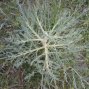 Echinophora ?tenuifolia/?tournefortii - Çördük